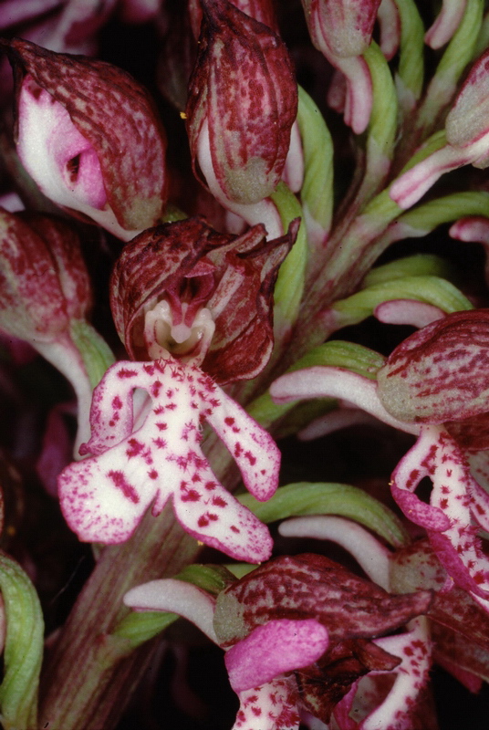 Orchidee in una villa vicino a Piediluco (Terni)